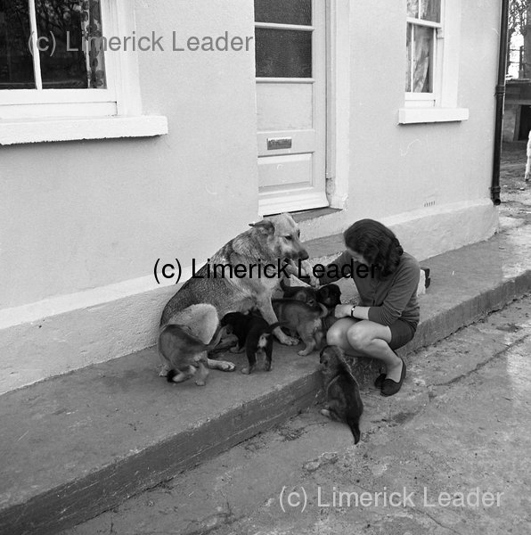 Tiny Tim the donkey returns home From Limerick With Love